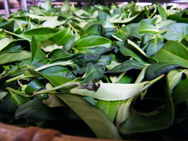 凍頂烏龍茶 綠葉鑲紅邊